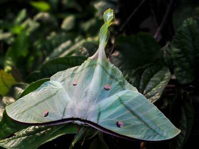 Moths mr luna green