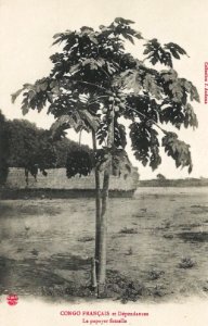Le papayer femelle-Congo Français et Dépendances