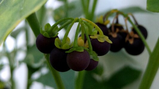 Black nightshade fruit seoul