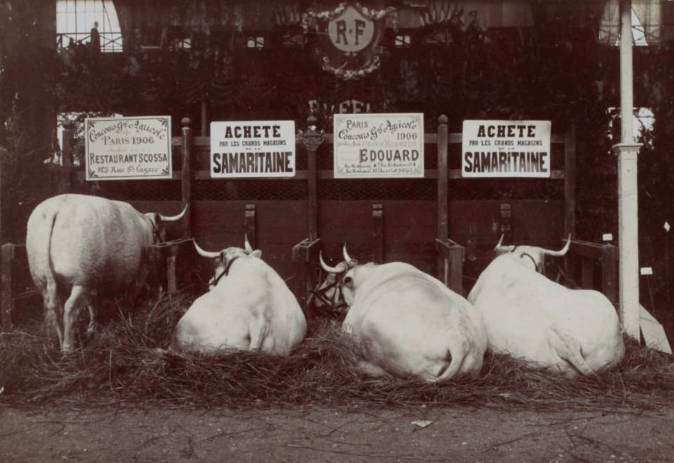 Le Concours Général Agricole en mars 1906