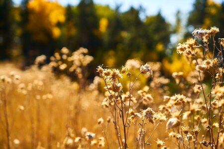 Dea yellow nature