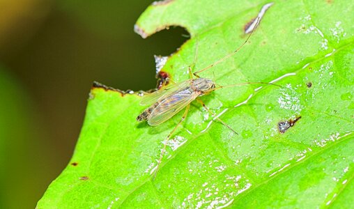 Flying insect animals macro photo