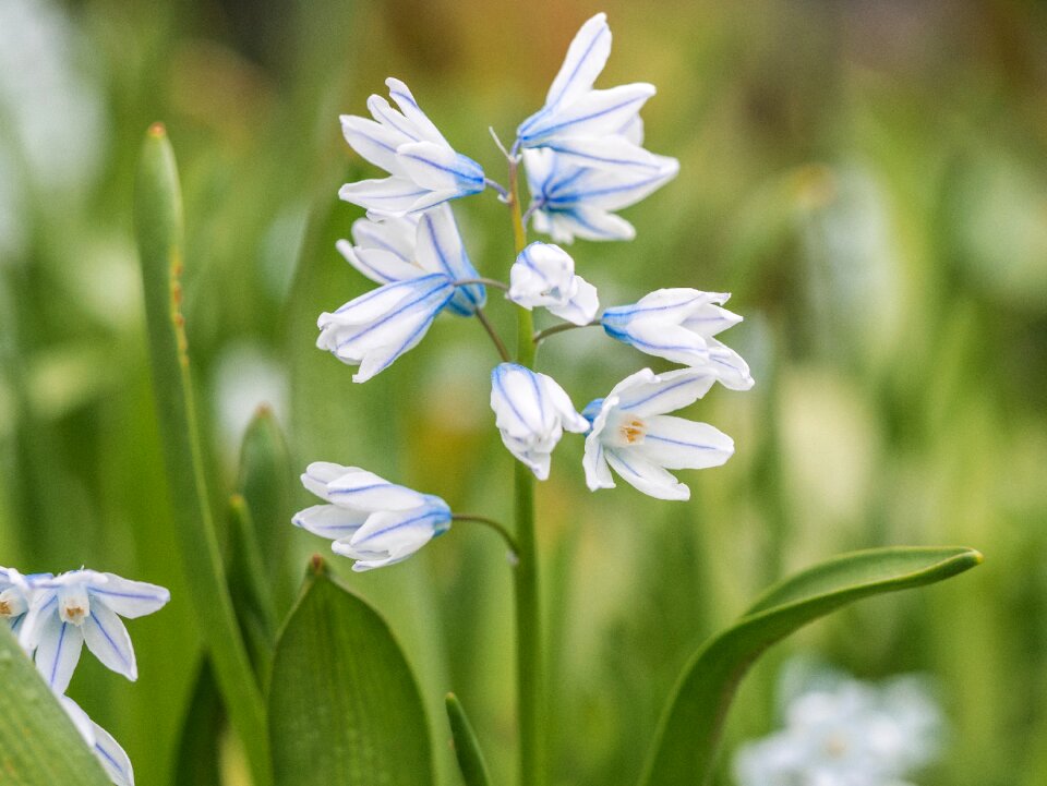 Flower white blossom green photo