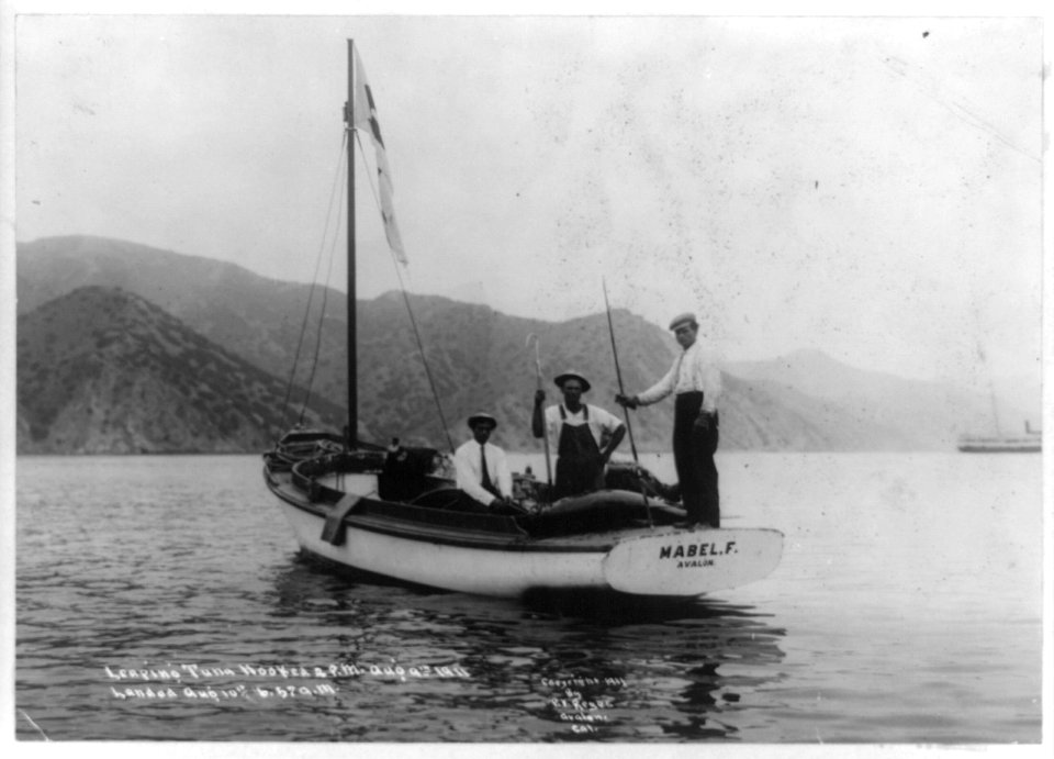 Leaping tuna hooked 2 p.m., Aug. 9, 1911. Landed Aug 10th, 6-57 am LCCN2002717913