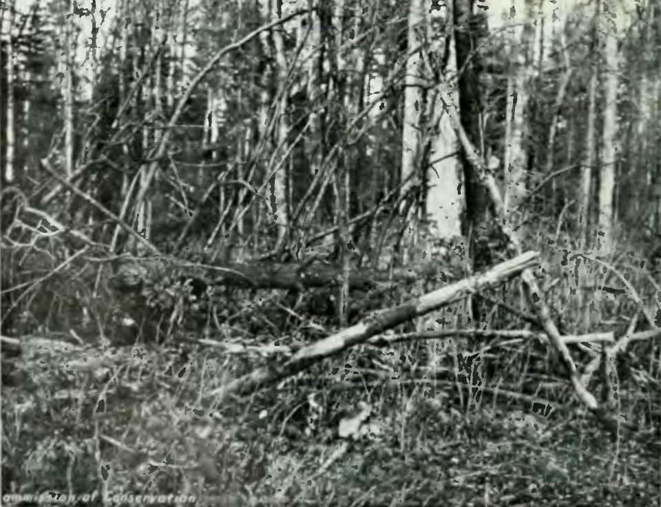 Leavitt - Protection des forêts au Canada, 1912 (page 109 crop)-2