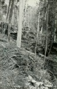 Leavitt - Protection des forêts au Canada, 1912 (page 119 crop)