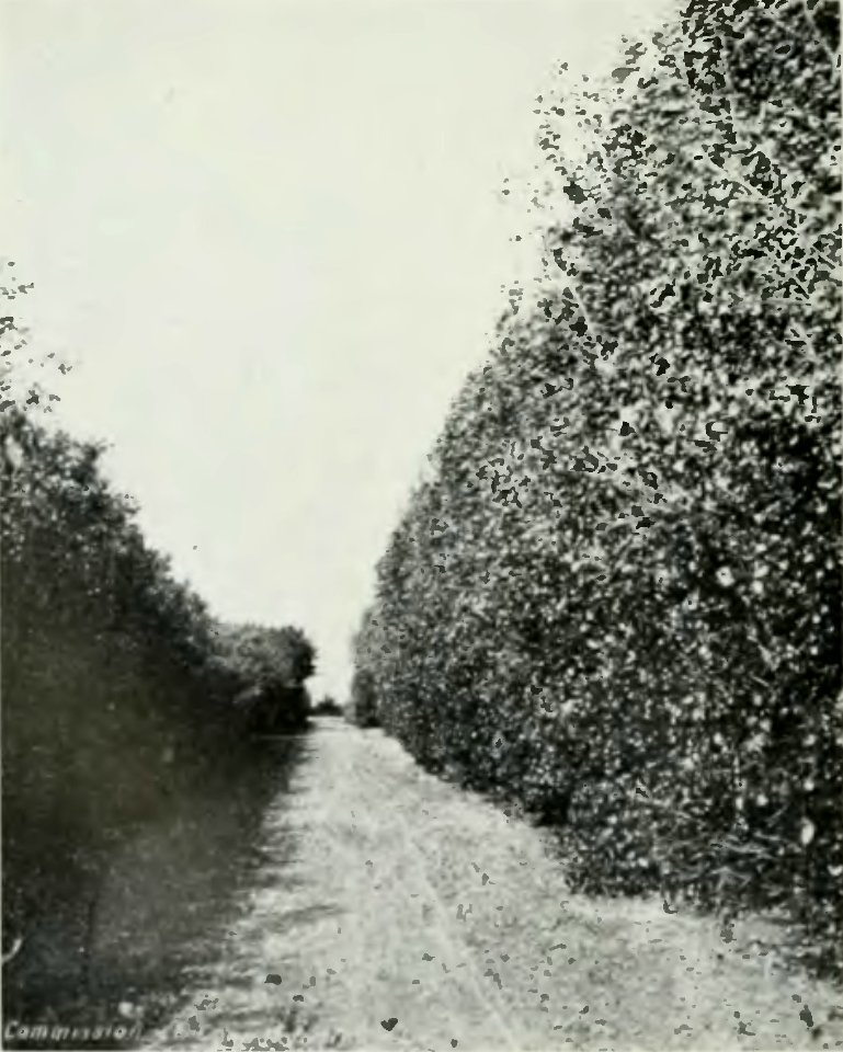 Leavitt - Protection des forêts au Canada, 1912 (page 189 crop)-2