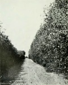 Leavitt - Protection des forêts au Canada, 1912 (page 189 crop)-2