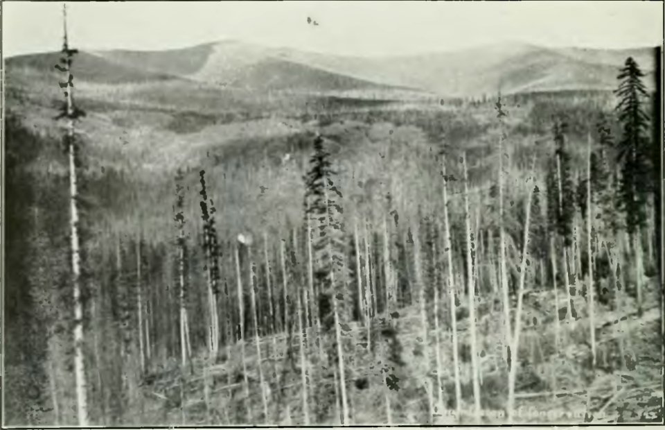 Leavitt - Protection des forêts au Canada, 1912 (page 23 crop1)