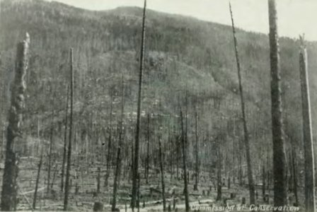 Leavitt - Protection des forêts au Canada, 1912 (page 39 crop)