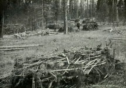Leavitt - Protection des forêts au Canada, 1912 (page 83 crop)