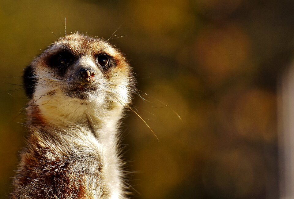 Animal nature mammal