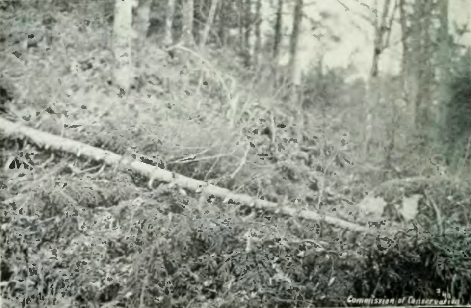 Leavitt - Protection des forêts au Canada, 1912 (page 101 crop)-2