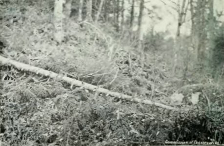 Leavitt - Protection des forêts au Canada, 1912 (page 101 crop)-2