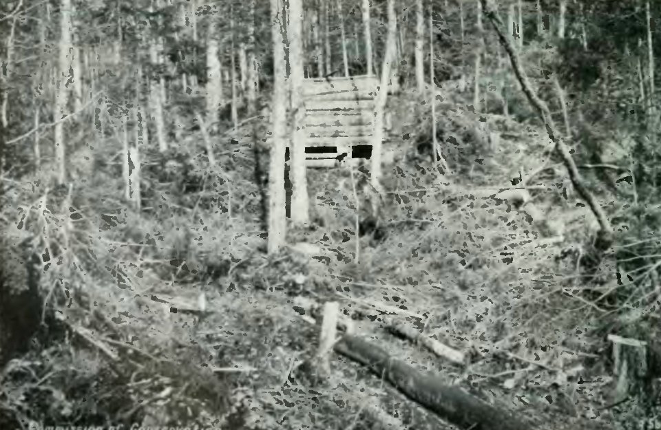 Leavitt - Protection des forêts au Canada, 1912 (page 115 crop)-2
