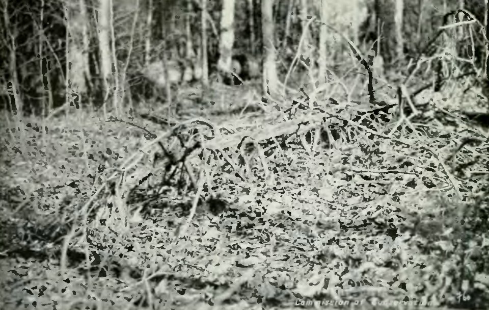 Leavitt - Protection des forêts au Canada, 1912 (page 125 crop)