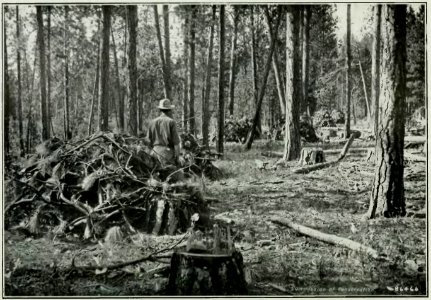 Leavitt - Protection des forêts au Canada, 1912 (page 17 crop)