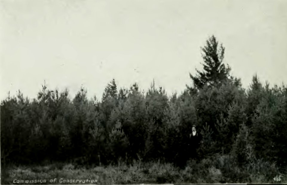Leavitt - Protection des forêts au Canada, 1912 (page 201 crop)