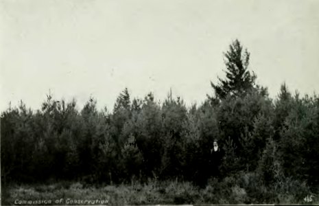 Leavitt - Protection des forêts au Canada, 1912 (page 201 crop)