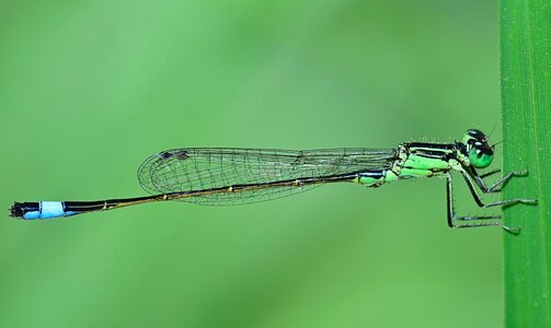 Dragonfly flying insect insect photo