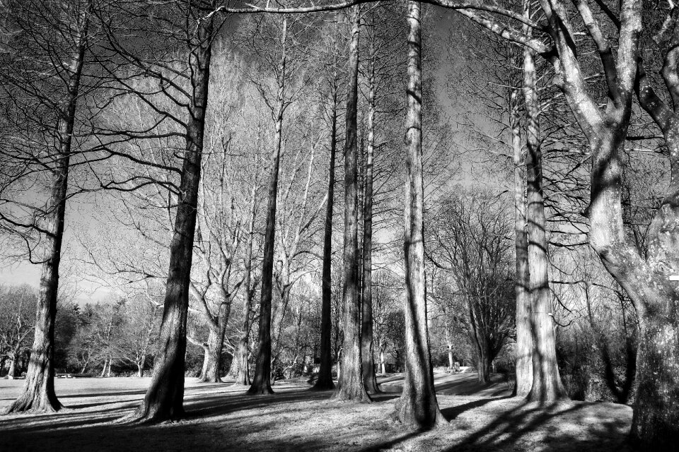 Conifer grove bare trees