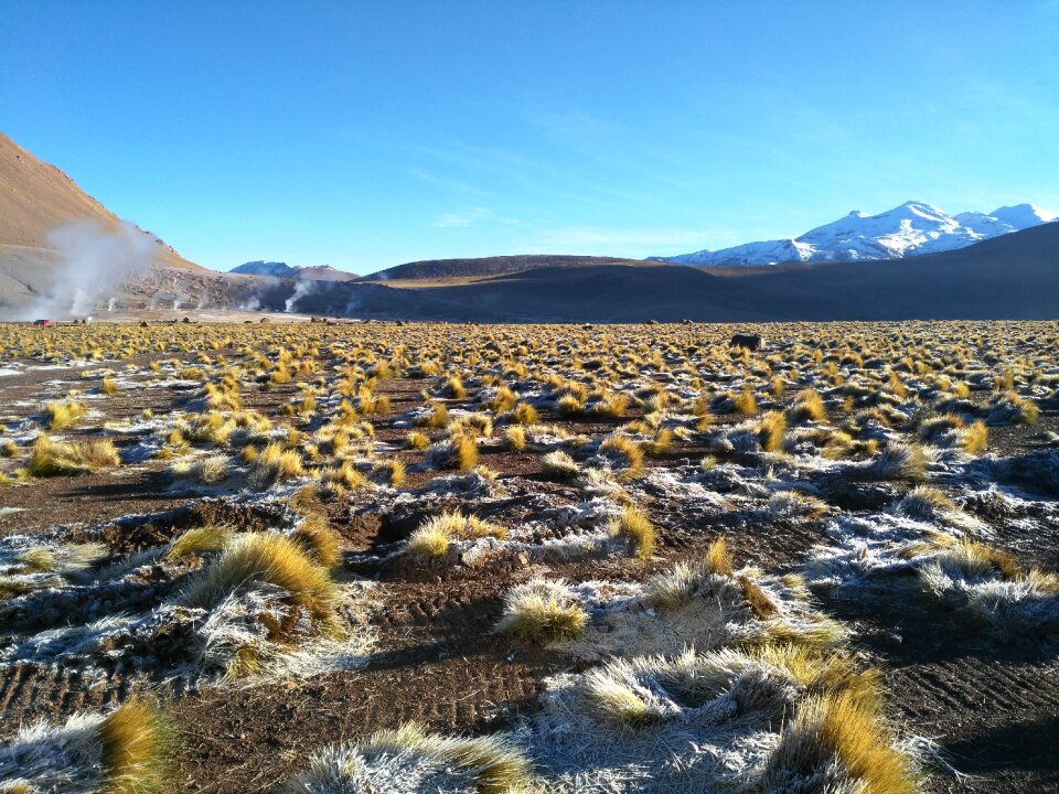 Highlands chile grass