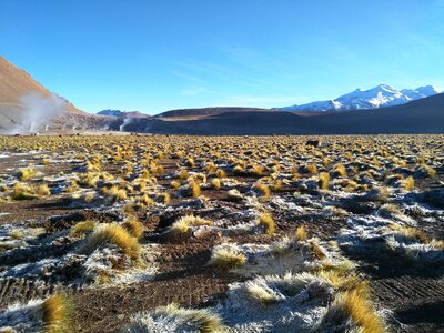 Highlands chile grass