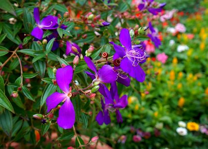 Purple flowers bunches of flowers flower dust