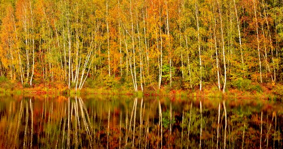 Autumn colours golden autumn trees