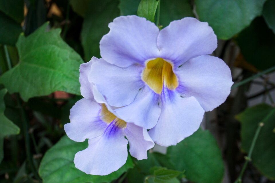 Flower vine nature