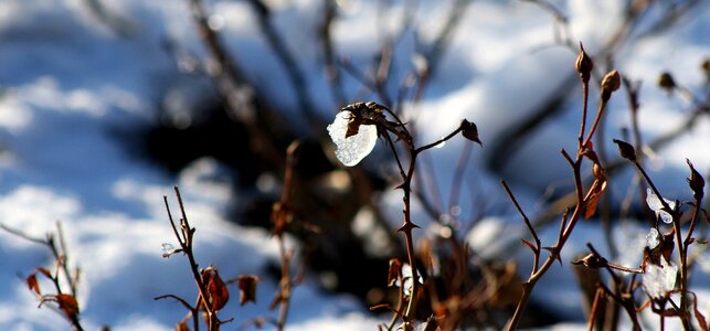 Tree season snow photo