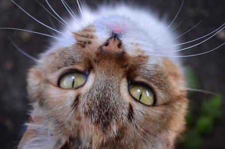 Housecat pet cat eyes photo