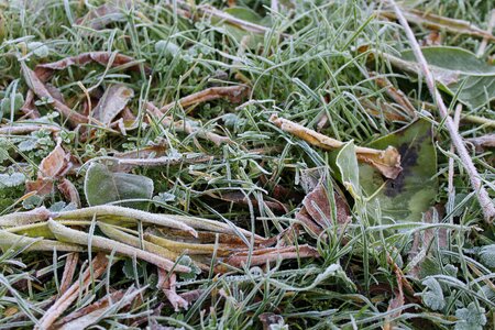 Morning nature cold