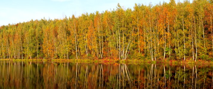 Autumn colours golden autumn trees