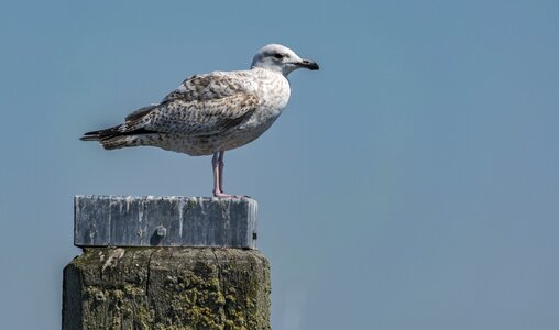 Nature sea gull photo