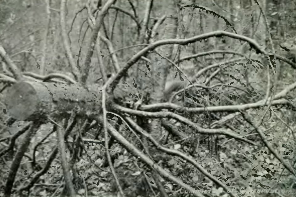 Leavitt - Protection des forêts au Canada, 1912 (page 101 crop)