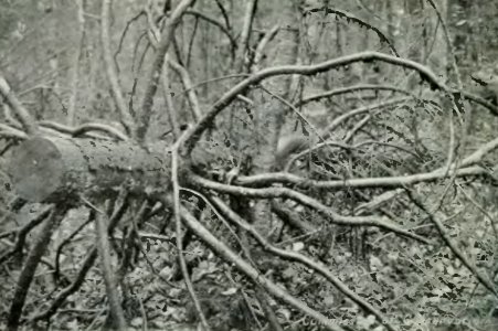 Leavitt - Protection des forêts au Canada, 1912 (page 101 crop)