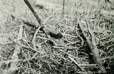 Leavitt - Protection des forêts au Canada, 1912 (page 115 crop)