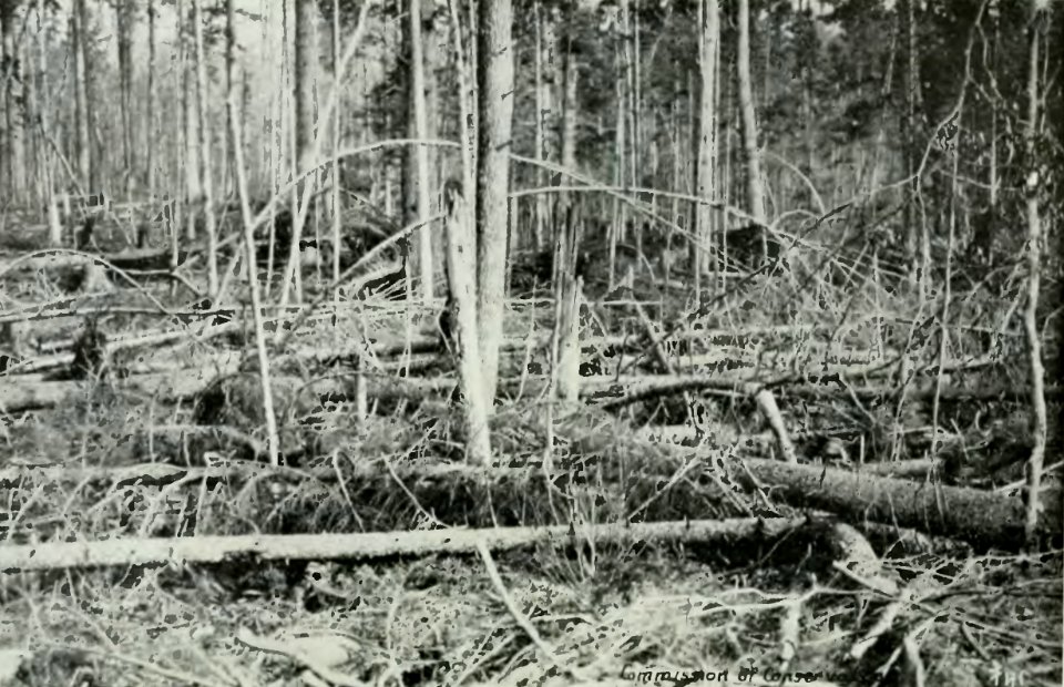 Leavitt - Protection des forêts au Canada, 1912 (page 135 crop)-2