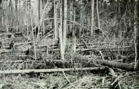 Leavitt - Protection des forêts au Canada, 1912 (page 135 crop)-2