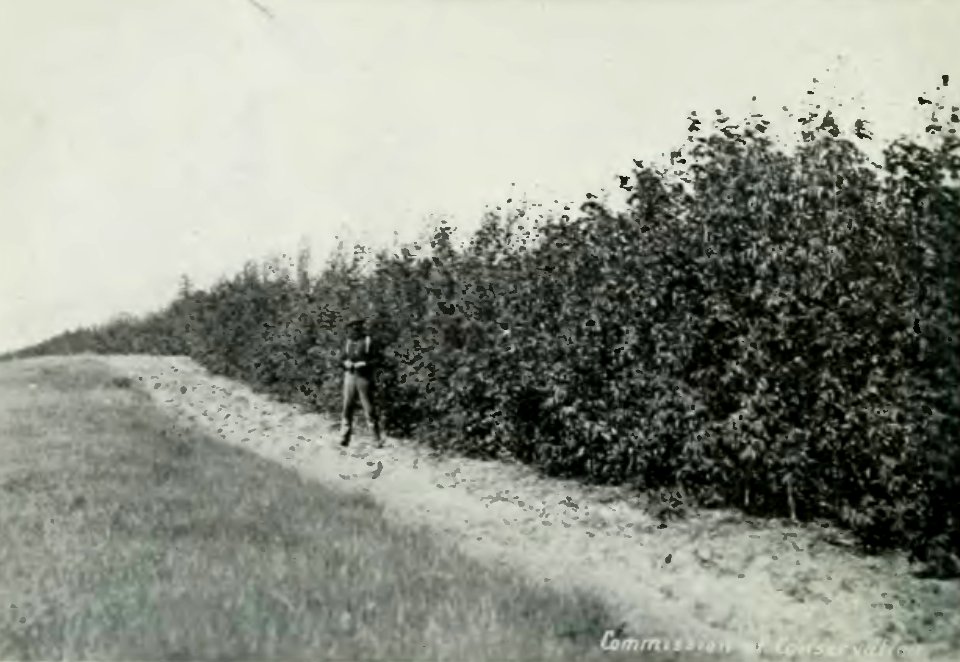 Leavitt - Protection des forêts au Canada, 1912 (page 193 crop)
