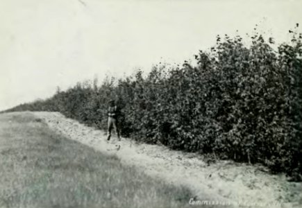 Leavitt - Protection des forêts au Canada, 1912 (page 193 crop)