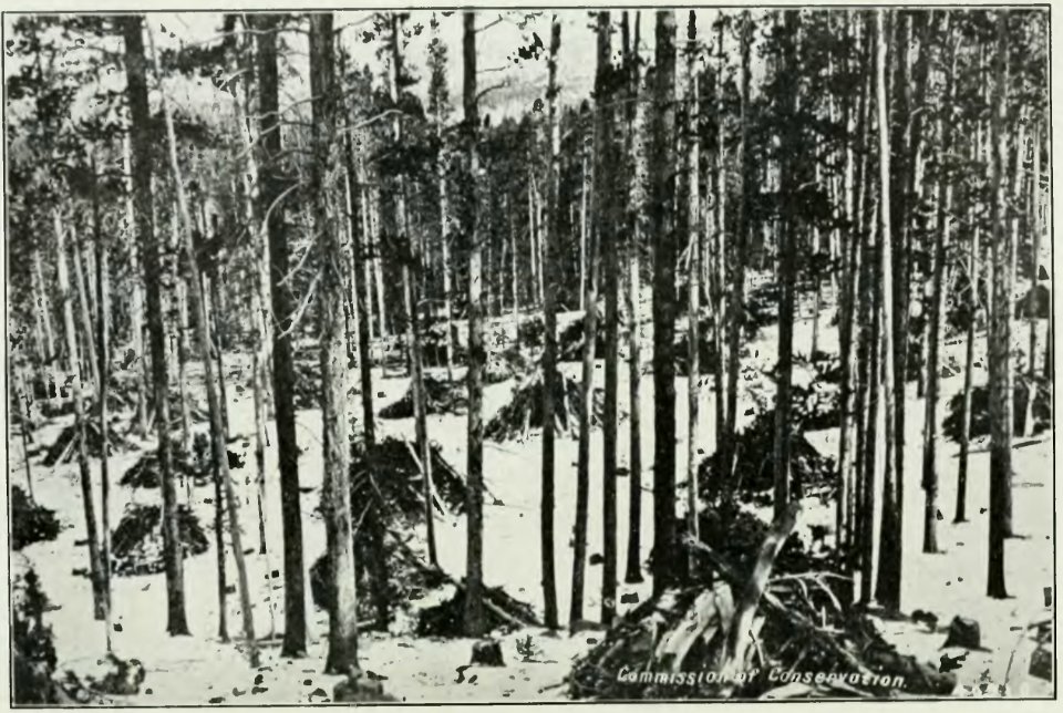 Leavitt - Protection des forêts au Canada, 1912 (page 79 crop)
