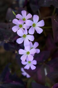 Purple flowers anthurium wildflowers photo