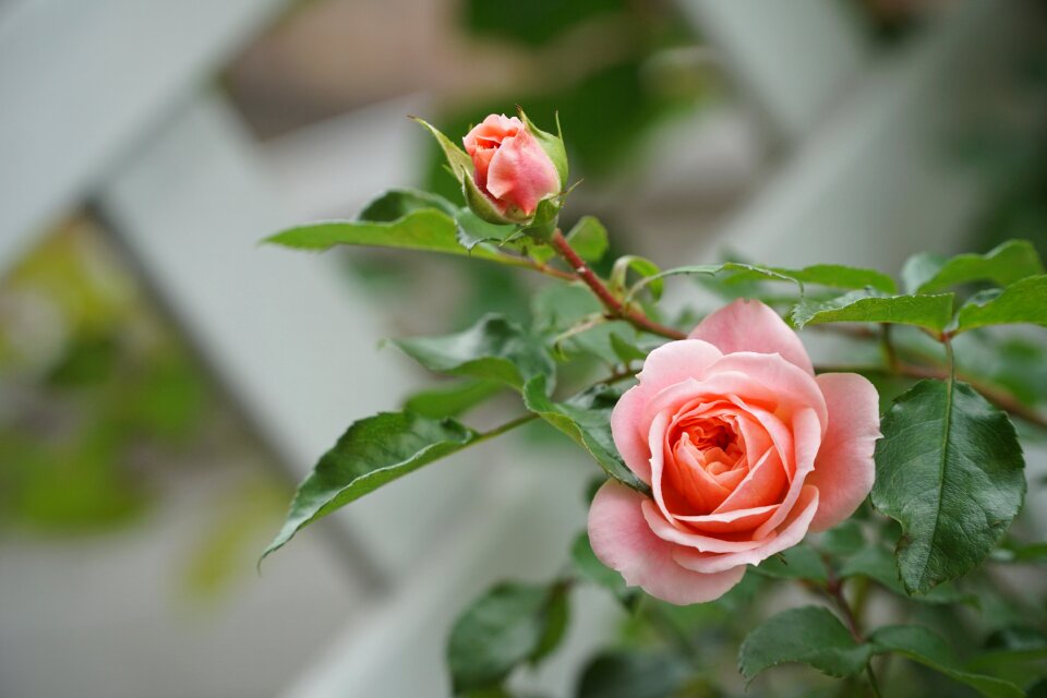 Bloom pink nature