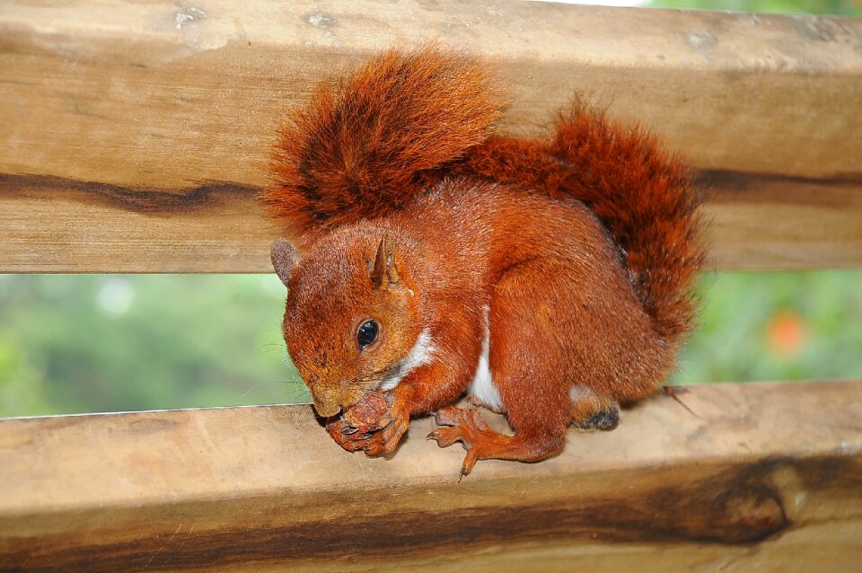 Nature animal world rodent