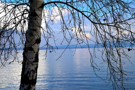 Tree nature the horizon