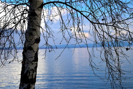 Tree nature the horizon photo