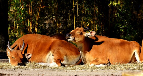 Wild zoo hellabrunn photo