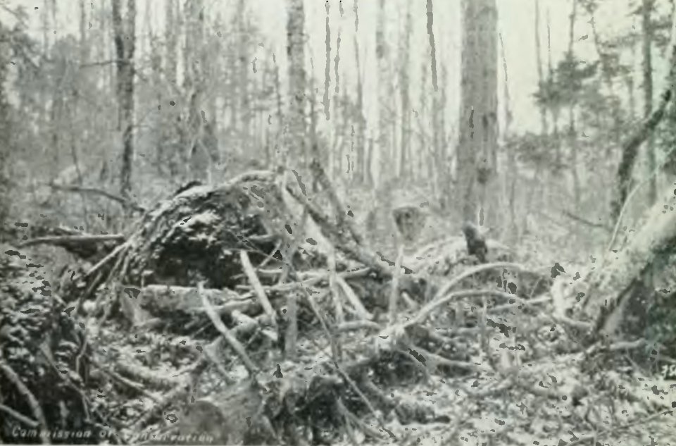 Leavitt - Protection des forêts au Canada, 1912 (page 125 crop)-2